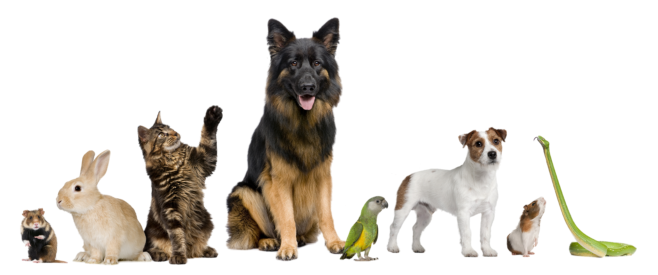 Pet Health at Avrio Pharmacy - Veterinary Compounding
