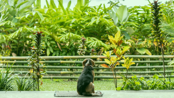 plants that hurt dogs